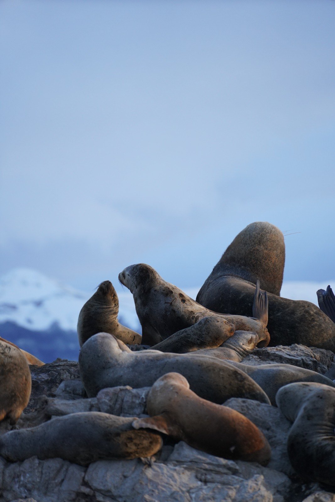 Excursión a Pingüineras