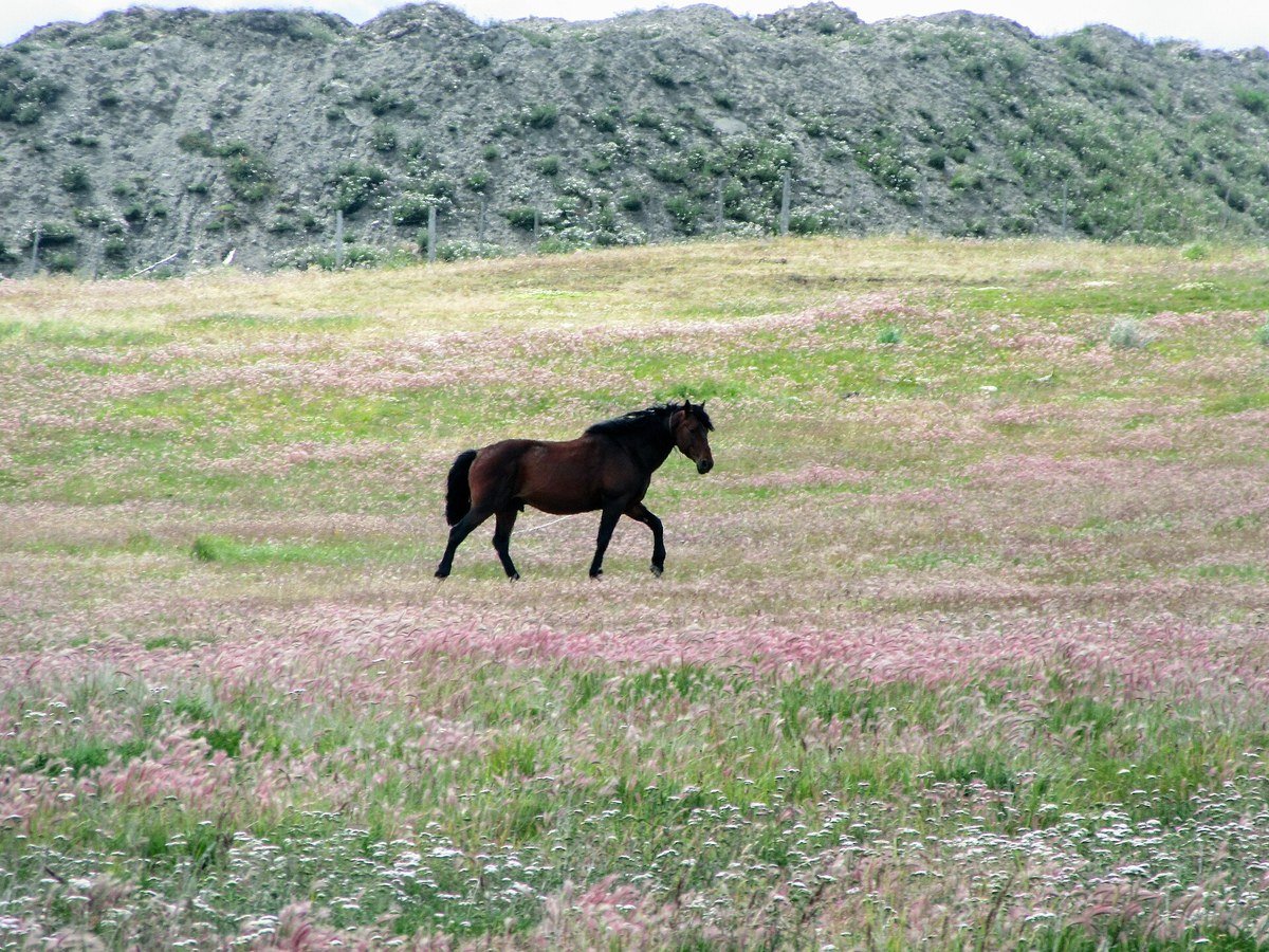 Cabalgata por el Monte Susana