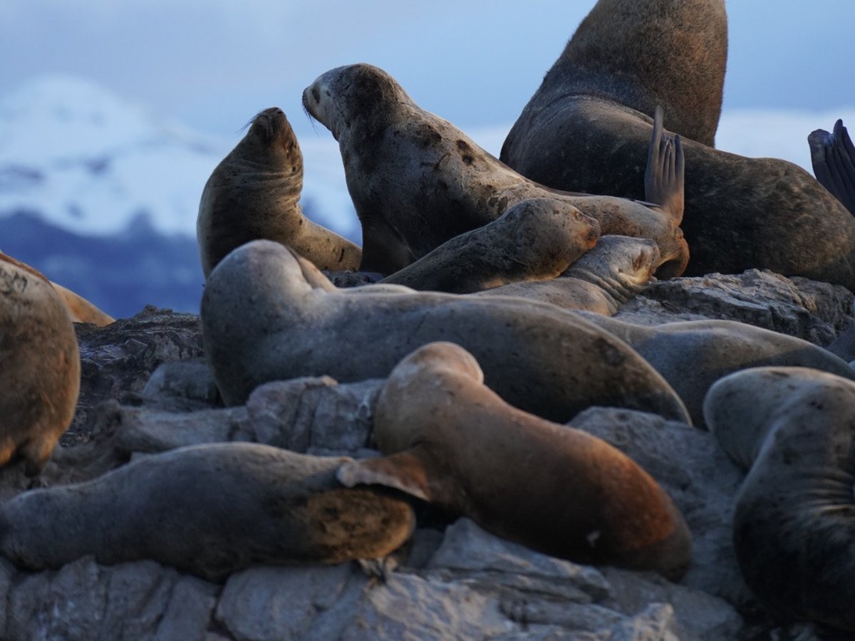 Excursión a Pingüineras